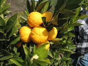 ‘杂色科蒂迪安’夏橙Cotidian Variegated Valencia