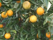 ‘杂色科蒂迪安’夏橙Cotidian Valencia orange