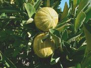 ‘杂色科蒂迪安’夏橙Cotidian Valencia orange