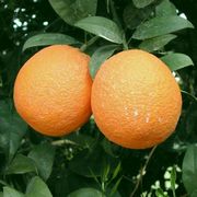 '德塔’夏橙Citrus sinensis 'Delta Valencia'