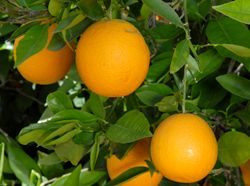 '多姆若昂’夏橙'Dom João' Valencia orange