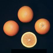 '多姆若昂’夏橙'Dom João' Valencia orange