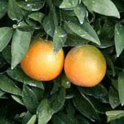 ‘费雪’脐橙'Fisher' navel orange