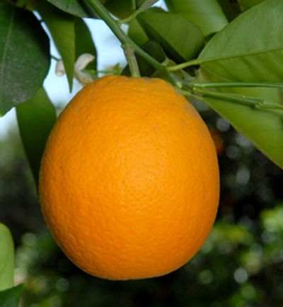 ‘弗罗斯特’夏橙'Frost Valencia' orange