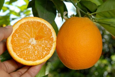 ‘弗罗斯特’夏橙'Frost Valencia' orange