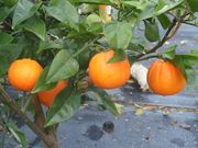 ‘福本’脐橙'Fukumoto' navel orange