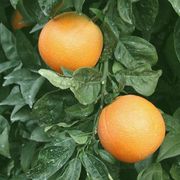 ‘福本’脐橙'Fukumoto' navel orange