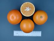 ‘哈姆林’甜橙'Hamlin'orange