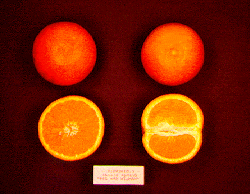 ‘哈姆林’甜橙Citrus sinensis 'Hamlin'