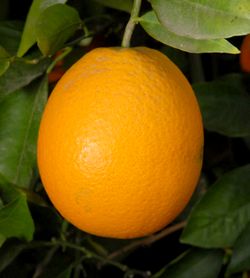 ‘哈沃德’晚熟夏橙'Harward Late' Valencia orange