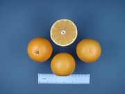 '雅法'甜橙'Jaffa' orange