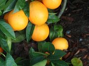 ‘锦橙’Jincheng orange