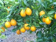 ‘锦橙’Jincheng orange