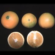 ‘伦晚’脐橙'Lane Late' navel orange