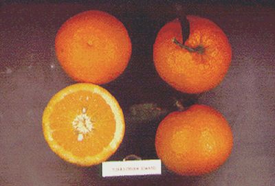 ‘马斯’早熟甜橙'Marss' early sweet orange