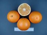 ‘马斯’早熟甜橙'Marss' early sweet orange