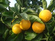 ‘蜜奈’夏橙'Midknight Valencia' orange