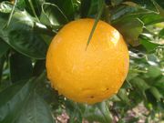 ‘蜜奈’夏橙'Midknight Valencia' orange