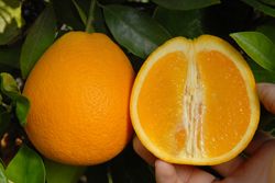 ‘蜜奈’夏橙'Midknight' Valencia orange