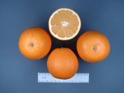 脐橙Navel orange, Citrus sinensis var. brasiliensis
