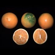 ‘纳佛莱特’脐橙'Navelate' navel orange