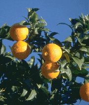 '奈维林娜’脐橙'Navelina' navel orange