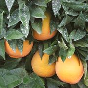 ‘纽荷尔’脐橙'New Hall' navel orange