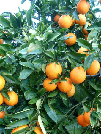 clementines
