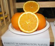 '华盛顿'脐橙的亲本'Parent Washington Navel'
