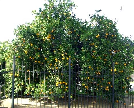 '华盛顿'脐橙母本树Parent Washington navel tree