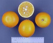 ‘帕森布朗’甜橙'Parson Brown' sweet orange