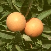 '凤梨'甜橙'Pineapple' sweet orange