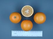 '凤梨'甜橙'Pineapple' sweet orange