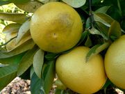 ‘普尔曼’橙柚Poorman orange