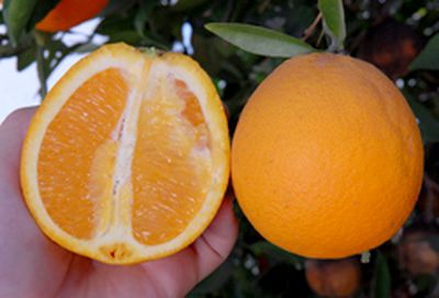 '鲍威尔'脐橙'Powell' navel orange