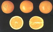 ‘里卡莱特’晚熟脐橙'Ricalate' late navel orange