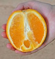 罗德’脐橙'Rohde' navel orange