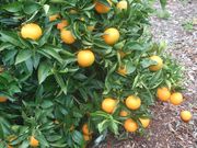 ‘罗图马岛’甜橙'Rotuma Island' sweet orange