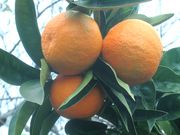 ‘罗图马岛’甜橙'Rotuma Island' sweet orange