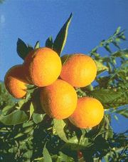 ‘萨卢斯蒂安娜’早熟甜橙'Salustiana' early blonde orange