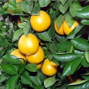 ‘斯卡格朋娜’脐橙'Skagg's Bonanza' navel orange