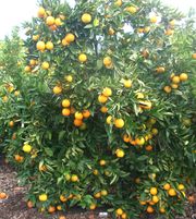 '春天'脐橙'Spring' navel orange