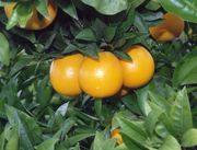 ‘汤姆森齐默尔曼’脐橙'Thomson Zimmerman' navel orange