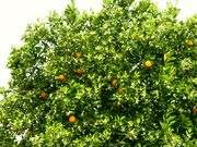 盛花期的'伏令夏'橙Valencia orange in full bloom