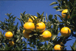 晚熟伏令夏橙Citrus sinensis 'Valencia Late'