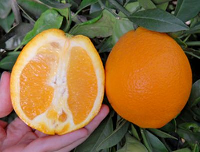 '威芬'脐橙'Wiffen' navel orange