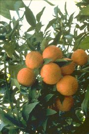 '马尔他塔迪韦尔巴勒林'血橙Maltaise Tardive Barlerin