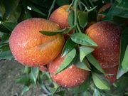 '布里姆塔罗科'血橙'Bream Tarocco' blood orange