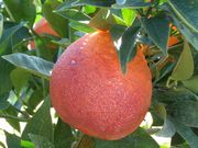 '布里姆塔罗科'血橙'Bream Tarocco' blood orange