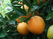 '卡拉卡拉'脐血橙' Cara Cara' navel orange